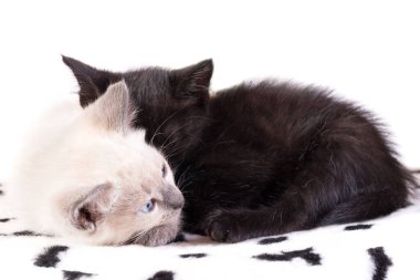Beyaz arka planda iki kedi yavrusu