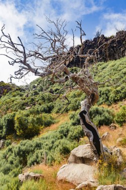 Turistik patikadan Madeira 'daki Ruivo tepesine, bitki örtüsü ve sis bulutlarındaki kuru ağaç iskeletlerine bakın..