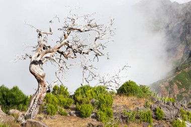 Turistik patikadan Madeira 'daki Ruivo tepesine, bitki örtüsü ve sis bulutlarındaki kuru ağaç iskeletlerine bakın..