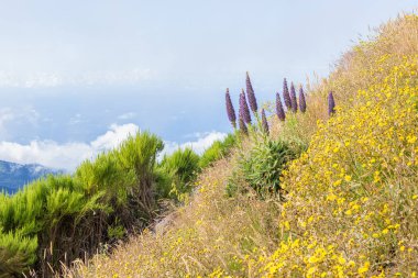 Portekiz 'in Madeira adasındaki dağların tepesinden okyanus kıyısı ve köy manzarası