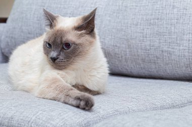 The white cat lies on the couch and pulls out the front paw. clipart