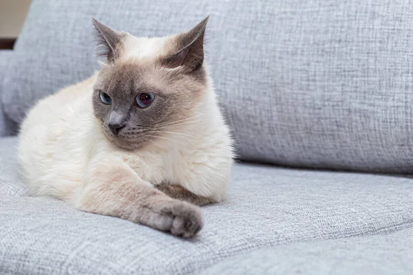 The white cat lies on the couch and pulls out the front paw. — Stock Photo, Image