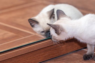 Küçük bir Taylandlı kedi yavrusu aynadaki yansımasına bakar.