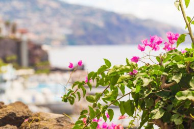 Portekiz, Madeira sahilinde pembe çiçekli Bougainvillea spektabilis