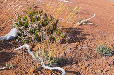 Heather ve kurumuş kökler Madeira dağlarındaki kırmızı volkanik topraklarda..