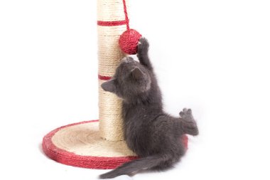 Küçük, komik, gri bir kedi yavrusu pençeye bağlanmış bir topla sütun şeklinde oynar..