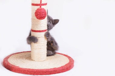 Küçük, komik, gri bir kedi yavrusu pençeye bağlanmış bir topla sütun şeklinde oynar..