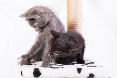 İki komik kedi yavrusu, gri ve siyah, oyun kompleksinde oturuyorlar. Kediler birbirine yapışmış..