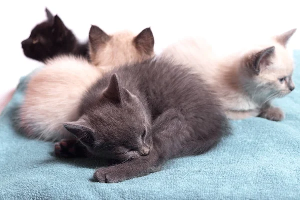 Eine Familie entzückender lustiger kleiner Kätzchen auf weißem Hintergrund. Schläfrige, gut genährte Kätzchen gehen sanft miteinander um und spielen faul. — Stockfoto