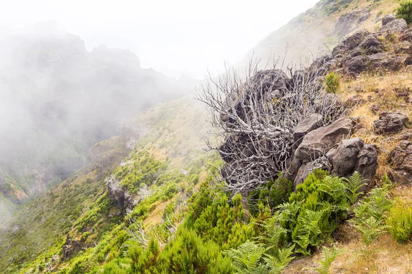 Вид з туристичної стежки на вершину Руіво в Мадейрі на рослинність і сухий скелет дерев в туманних хмарах. — стокове фото