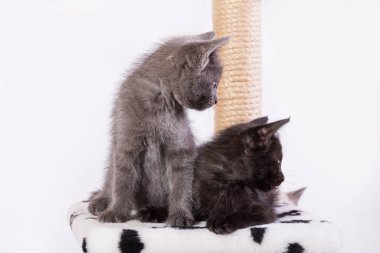 İki komik kedi yavrusu, gri ve siyah, oyun kompleksinde oturuyorlar. Kediler birbirine yapışmış..