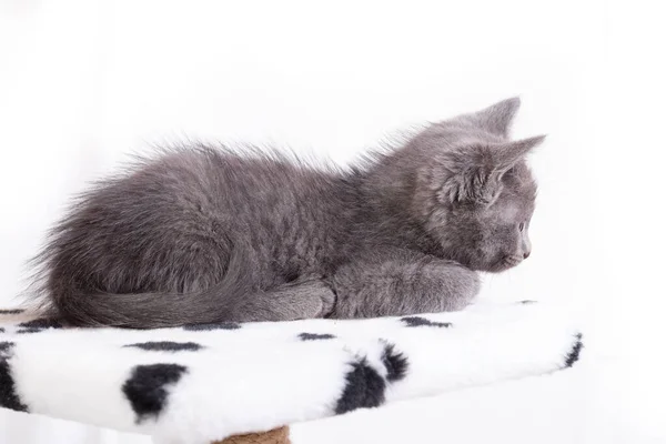 Den lilla grå kattungen ligger lugnt, stoppar in tassarna och tittar — Stockfoto