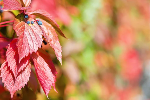 Natural natural background of red autumn grape leaves.