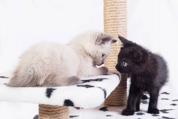 Dois gatinhos engraçados, branco e preto, sentam-se no complexo do jogo. Gatinhos agarrados um ao outro . — Fotografia de Stock