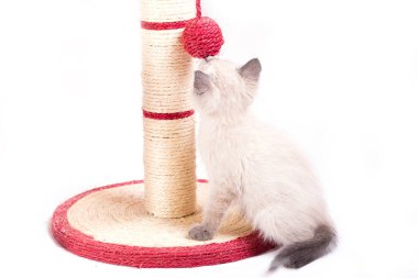 Küçük komik bir Taylandlı kedi yavrusu pençesine bağlanmış bir topla sütun şeklinde oynar..