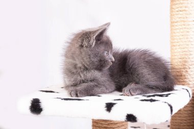 Jute halat pençesinin yanındaki gri kedi yavrusu..