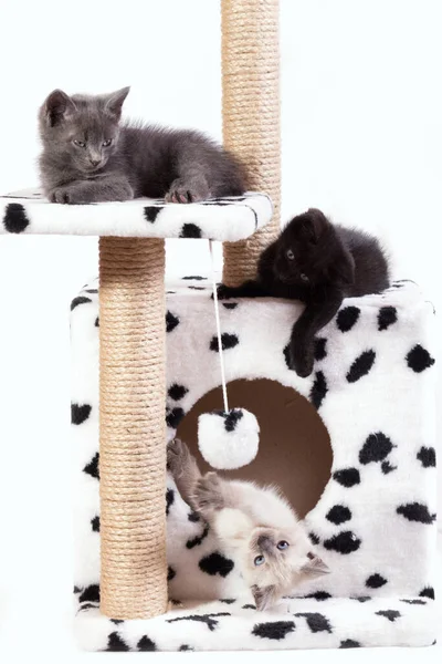 Pequeños gatitos divertidos juegan entre sí en el complejo de juegos para gatos . — Foto de Stock