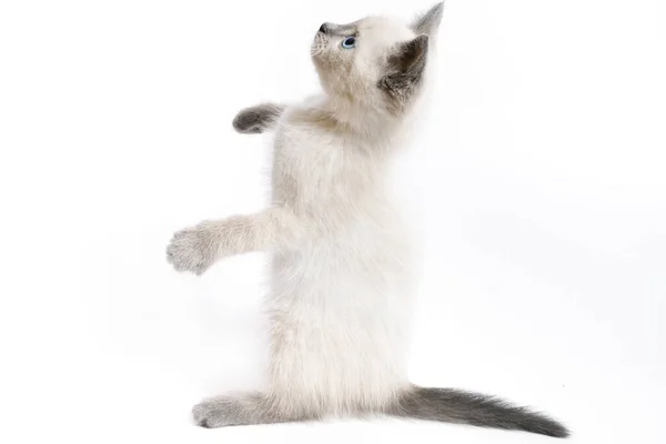 Das lustige weiße thailändische Kätzchen steht auf seinen Hinterbeinen und blickt auf. — Stockfoto