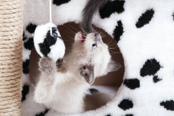 A funny white Thai kitten plays with a fur ball on a rope — Stock Photo, Image
