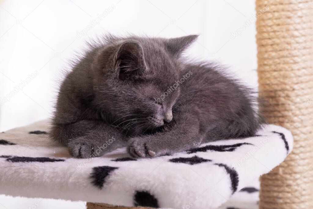 The gray kitten sleeps soundly, closing its eyes