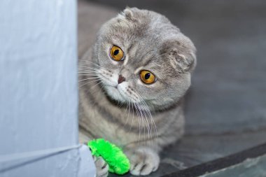 Gri bir kedi, köşedeki bir ipte oyuncakla oynuyor..