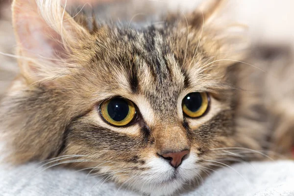 Die Schnauze einer gestreiften Nicht-Rassekatze mit seitlichem Blick. — Stockfoto