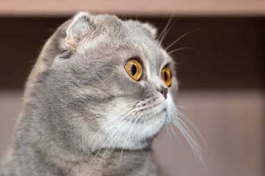 Gri kedi başını çevirdi ve merakla yana baktı.