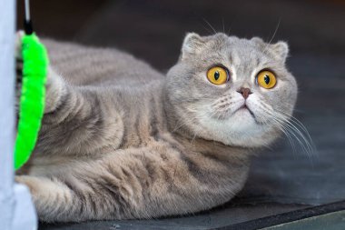 Gri bir kedi yerde bir oyuncakla oynuyor..