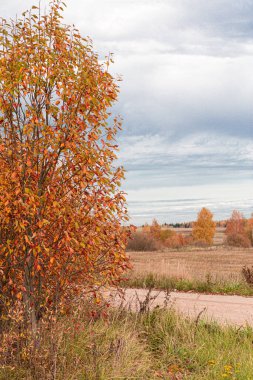 Sonbahar kırsalında, tarlanın kenarındaki orman.