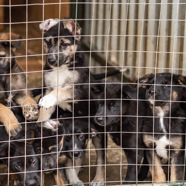 Cachorros de grandes perros no reproductores en una jaula en un refugio . — Foto de Stock