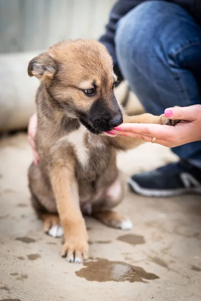Un cachorro sin hogar de un perro grande en las manos cuidadosas de un hombre . — Foto de Stock