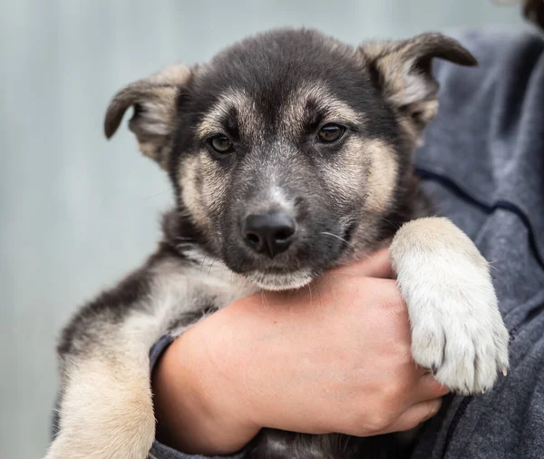 Un cachorro sin hogar de un perro grande en las manos cuidadosas de un hombre . — Foto de Stock