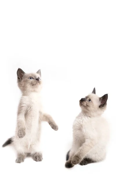 Dois gatinhos tailandeses olham para algo de surpresa — Fotografia de Stock