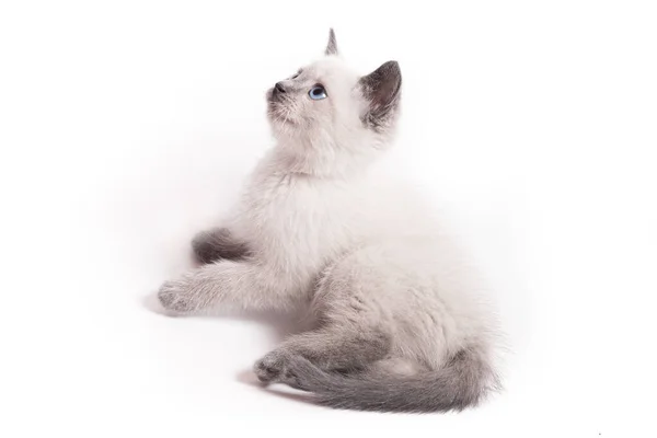 작고 흰 타이 새끼 고양이가 누워 호기심 어린눈으로 쳐다보고 있다 — 스톡 사진