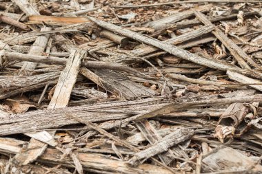 Ormandaki ağaçların devrilmesinden kalan kıymıklar..