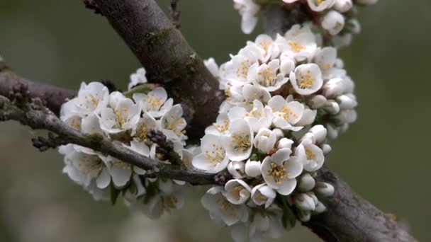 Ciruelas florecientes de primavera. Primer plano . — Vídeos de Stock