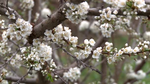 Tavaszi virágzás szilva. Közeli kép:. — Stock videók