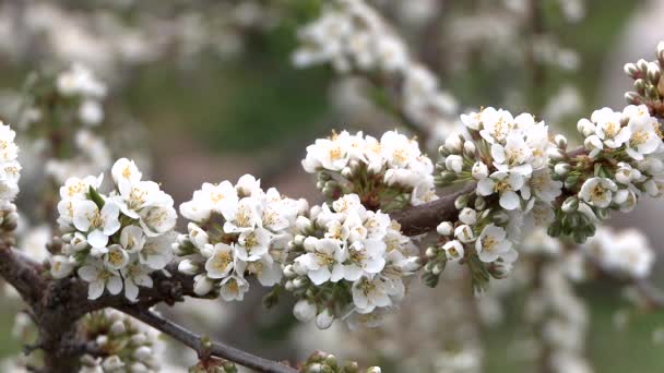 Spring flowering plums. Close-up. — Stock Video