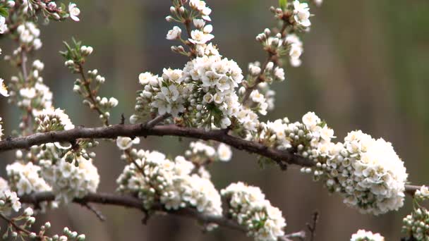 Ciruelas florecientes de primavera. Primer plano . — Vídeos de Stock