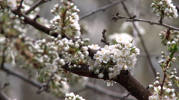 Spring flowering plums. Close-up. — Stock Video