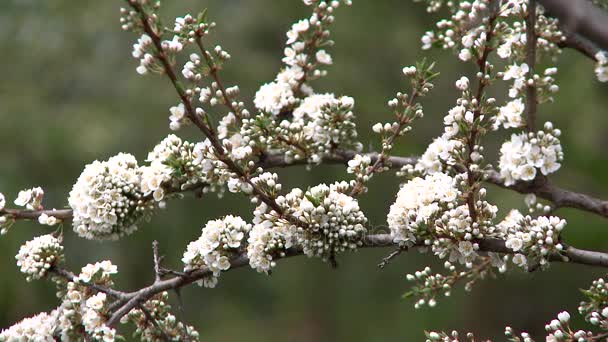 Ciruelas con flores de primavera — Vídeos de Stock