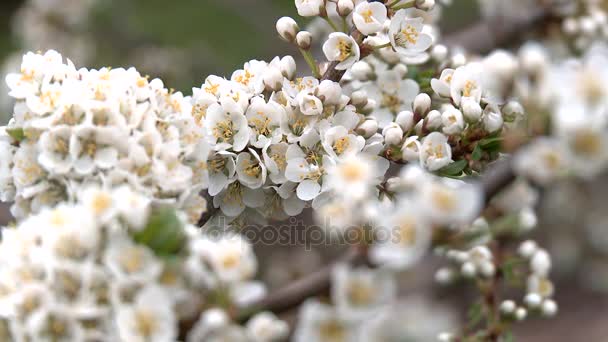 Jarní kvetoucí švestky. Detail. — Stock video