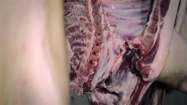 Halve varkensvlees met het zegel van kwaliteit veterinaire bewaking — Stockvideo