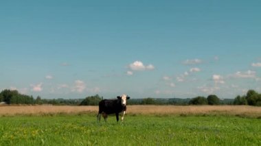 Çayırda otlayan inek.