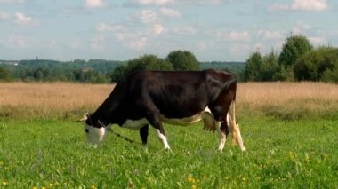 Çayırda otlayan inek.