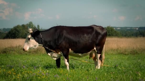 Vaca que pastoreia em um prado . — Vídeo de Stock