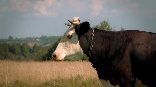 奶牛在草地上吃草. — 图库视频影像