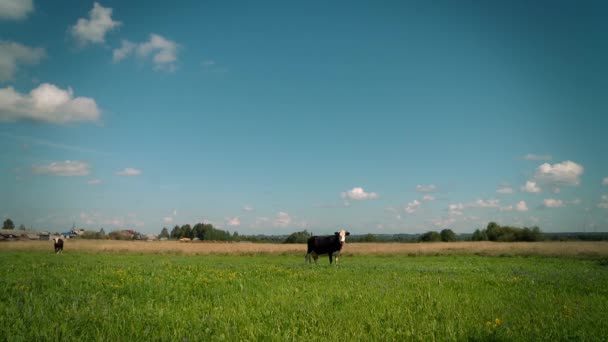 Cow grazing on a meadow. — Stock Footage Cow grazing on a meadow. Royalty Free Stock Footage