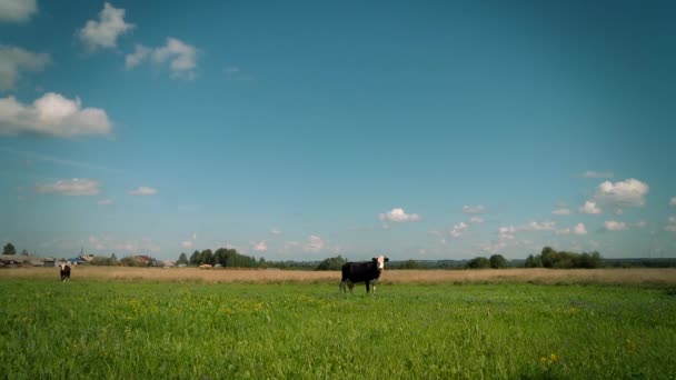 Pascolare di mucca su un prato . — Video Stock