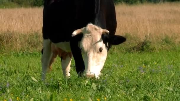 Cow grazing on a meadow. — Stock Video